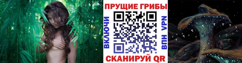 закладка  Подпорожье  ссылка на мегу онион  Псилоцибиновые грибы Psilocybe 